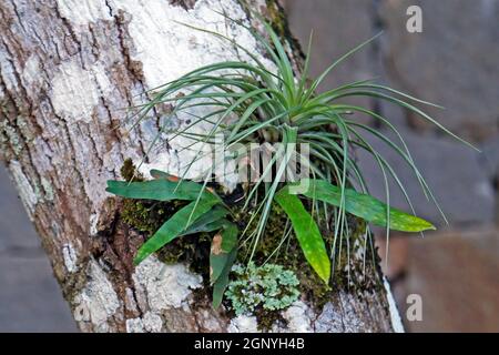 Epiphytische Pflanzen auf Baumstamm Stockfoto