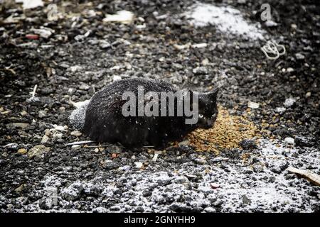 Detail der verlassenen Katze auf der Straße im Winter Tag Stockfoto