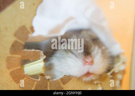 Bild von Schlaf Djungarischer Hamster. Drehort: Präfektur kanagawa, Yokohama-Stadt Stockfoto