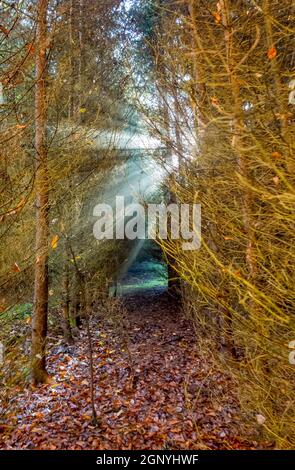 Seltsame Landschaft mit Sonnenstrahlen in einem Wald Stockfoto