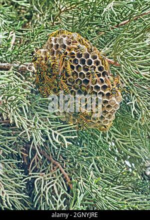 Kolonie europäischer Papierwespen auf ihrem Nest, das in einer Zypresse aufgebaut ist Stockfoto