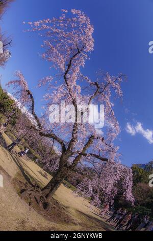 Koishikawa Korakuen weinende Kirschbaum von. Aufnahmeort: Metropolregion Tokio Stockfoto