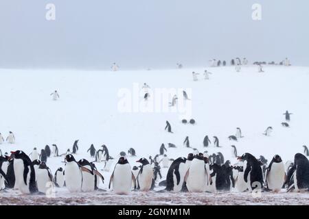 Eselspinguine (Pygoscelis papua). Gentoo Penguins wachsen in Längen von 70 Zentimeter und leben in großen Kolonien auf antarktischen Inseln. Sie ernähren sich von Pl Stockfoto