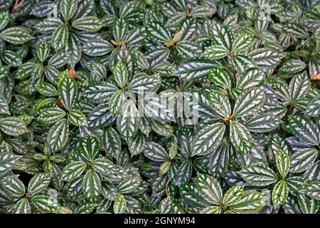 pilea-Garten mit Wassermelone Stockfoto