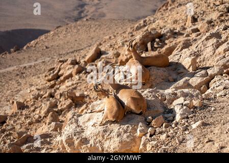 Herde von Nubischen Steinböcken (Capra nubiana) Weibchen sitzen in Ruhe über einer Klippe im Negev Stockfoto