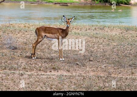 Impala mit Blick auf den Galana River im Tsavo East Park in Kenia Stockfoto