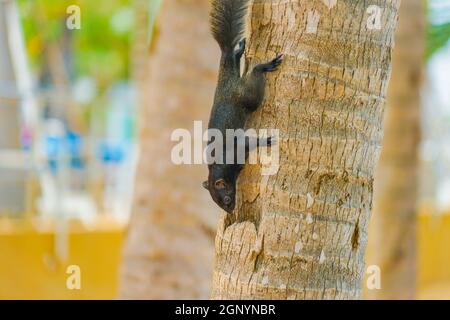 Pattaya Beach niedlichen Eichhörnchen (Thailand). Drehort: Königreich Thailand Stockfoto