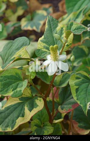 Chamäleonpflanze (Houttuynia cordata 'Chamäleon') Stockfoto