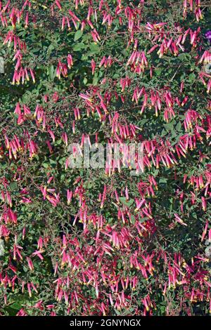 Zigarrenpflanze (Cuphea ignea). Genannt Zigarrenblume, Feuerwerkpflanze und mexikanische Zigarre auch Stockfoto