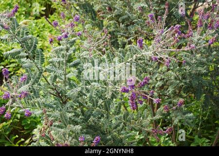 Leadplant (Amorpha canescens). Auch Downy Indigo Bush, Prairie Shoestring und Buffalo Bellows genannt Stockfoto