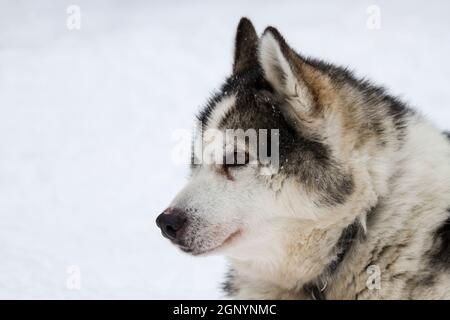 Husky Hund gezüchtet. Diese Rasse der inländischen Hund (Canis familiaris) wird in Teams Schlitten in arktischen Schnee zu ziehen. Die Hunde können den Schlitten ziehen Stockfoto