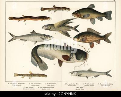 Steinlachtel, Barbatula barbatula a, Wetterfisch, Misgurnus fossilis b, Stachellachtel, Cobitis taenia c, wels, Silurus glanis d, blauer Fliegenfisch, Exocoetus volitans e, Atlantischer Hering, Clupea harengus f, Europäische Sardelle, Engraulis encrasicolus g, Karpfen, Cyprinus carpio h, und Schleie, Tinca tinca i. Chromolithographie aus Gotthilf Heinrich von Schuberts Naturgeschichte der Tierreiche für Schule und Haus, Schreiber, München, 1886. Stockfoto