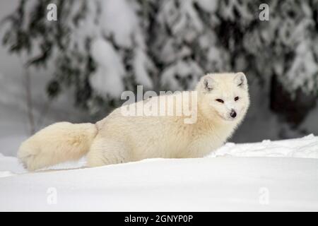 Der arktische Wolf (Canis lupus arctos), auch Schneewolf oder Weißwolf genannt, ist eine Unterart des grauen Wolfes Stockfoto