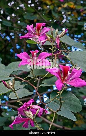 Rosa Orchideenbaumblumen (Bauhinia blakeana) Stockfoto