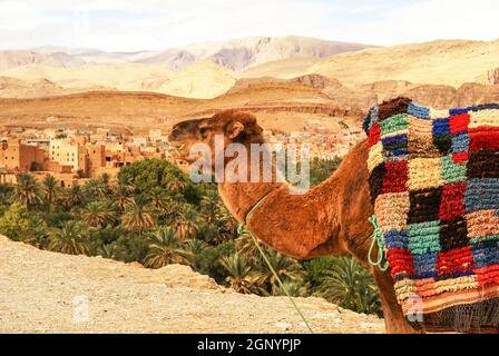 Kamel, Schlammhäuser in der Casbah Ait Bujan in der Todra-Schlucht, Dades-Tal, Marokko Stockfoto