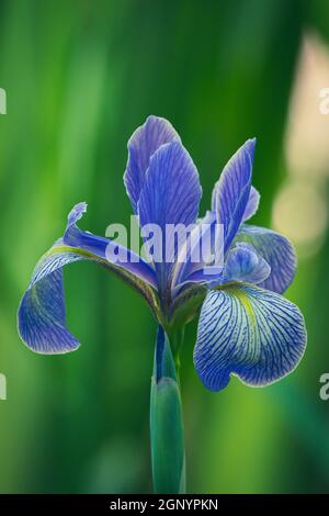 Ich fand diese Wild Iris Pflanze, während ich auf einem frühen Morgenspaziergang mit meinem Hund im Sumpf auf meinem Grundstück im ländlichen Door County Wisconsin war. Stockfoto