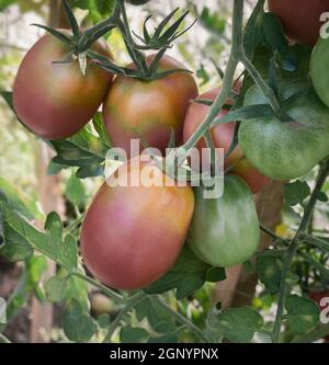 Große reife Tomaten reifen im Garten unter den grünen Blättern. Closeup präsentiert. Stockfoto