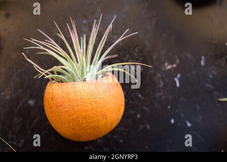 Schöne Komposition von Tillandsia, immergrüne, ausdauernde Blütenpflanzen in der Familie Bromeliaceae, ursprünglich aus den Wäldern, Bergen und dese Stockfoto