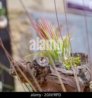 Schöne Komposition von Tillandsia, immergrüne, ausdauernde Blütenpflanzen in der Familie Bromeliaceae, ursprünglich aus den Wäldern, Bergen und dese Stockfoto