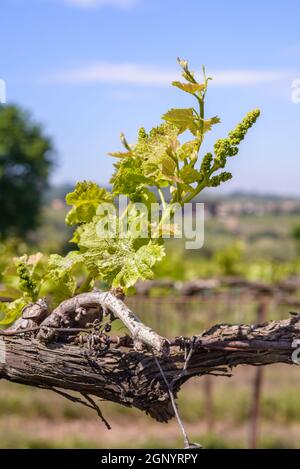 Junge Trauben Knospe an einem italienischen Weinberg Stockfoto