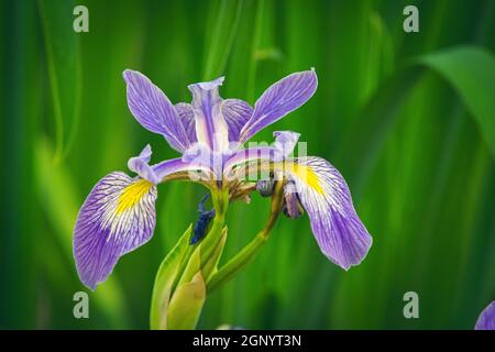 Ich fand diese Wild Iris Pflanze, während ich auf einem frühen Morgenspaziergang mit meinem Hund im Sumpf auf meinem Grundstück im ländlichen Door County Wisconsin war. Stockfoto