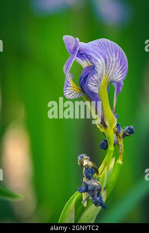 Ich fand diese Wild Iris Pflanze, während ich auf einem frühen Morgenspaziergang mit meinem Hund im Sumpf auf meinem Grundstück im ländlichen Door County Wisconsin war. Stockfoto