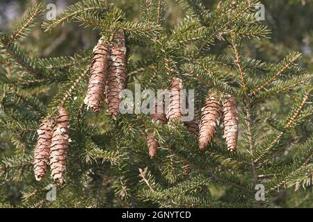 Japanische Buschfichte (Picea maximowiczii). Genannt Maximowicz Fichte auch Stockfoto