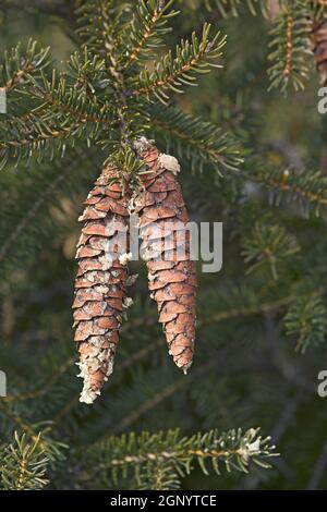 Japanische Buschfichte (Picea maximowiczii). Genannt Maximowicz Fichte auch Stockfoto