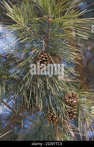 Kurzblatt-Kiefer (Pinus echinata). Genannt Shortleaf gelbe Kiefer, Southern gelbe Kiefer, Gelbe Kiefer, Shortstrew Kiefer, Arkansas Kiefer, Lontag Kiefer und SPRU Stockfoto