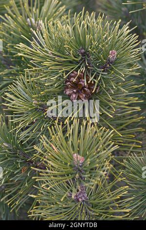 Tiroler Mango (Pinus Mango 'Tyrol') Stockfoto