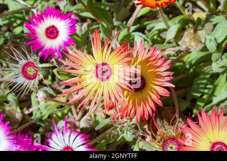 Nahaufnahme von rosa Eispflanzen in einem Garten Stockfoto