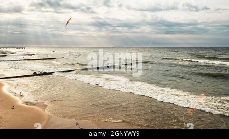 Wellige Ostsee in Zelenogradsk, Russland vor Sonnenuntergang, Möwen am Ufer und am Himmel, hölzerne Wellenbrecher Stockfoto