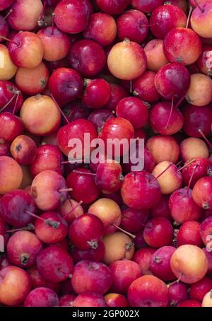 Frische reife Äpfel liegen auf einem großen Haufen auf der Theke und sind bereit, auf dem Markt verkauft zu werden. Stockfoto