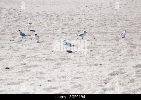 Möwen liegen am Strand bei Zempin auf Nahrung von Badegäste. Stockfoto