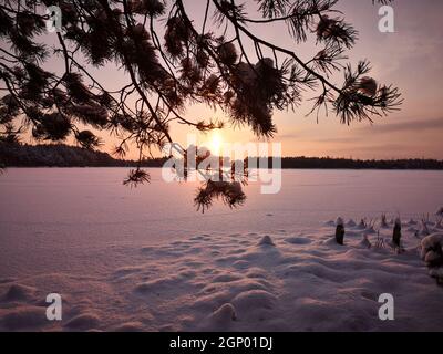 Licht-Säulen-Phänomen hinter Fichtenzweig bei Sonnenuntergang über einem gefrorenen See an einem frostigen Winterabend in Lettland Stockfoto