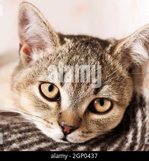 Junge reinrassige britische Chinchilla Katze liegt und ruht, Nahaufnahme Stockfoto