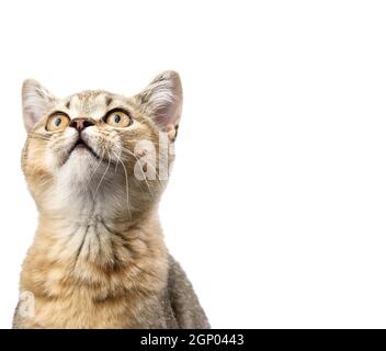 Kitten golden getickt britische Chinchilla gerade sitzt vorne auf weißem Hintergrund. Die Katze schaut auf Stockfoto