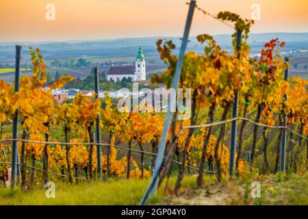 Weinberg bei Unterretzbach im Weinviertel, Oberösterreich Stockfoto