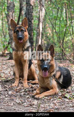 Zwei rot-schwarze Hunde, eine deutsche Schäferrasse, sie liegt und die andere sitzt, ist auf gefallener trockener Laub in einem sommerlich grünen Wald Stockfoto