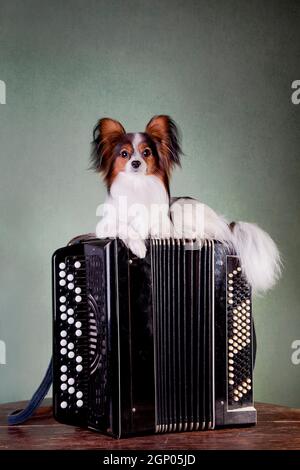 Weiß-schwarz-roter Hund der papillon Rasse (Kontinentalspielzeugspaniel) Liegt auf dem Knopf Akkordeon auf einem Tisch drinnen Das Studio Stockfoto