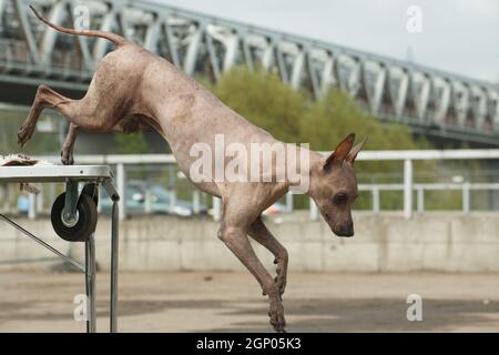 Mittelgroße haarlose Erwachsene beige Hund der Rasse Peruvian Hairless Dog (Inca Peruvian Orchid, Inca Hairless Dog, Virigo, Calato, Mexican Hairless Do Stockfoto