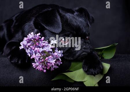 Petit-Brabancon oder kleine Brabancon oder Brabant Griffon oder Smooth Griffon, ist eine Rasse von dekorativen Hunden in Belgien gezüchtet. Gehört zu kleinen belgischen do Stockfoto