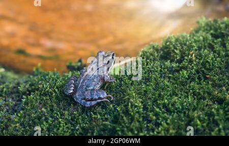 Frog sitzt auf grünem, nassem Moos vor einem Teich Stockfoto