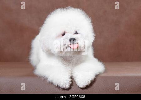 Gähnender Hund Bichon Frize auf braunem Hintergrund im studio lügt und zeigt Zunge Stockfoto