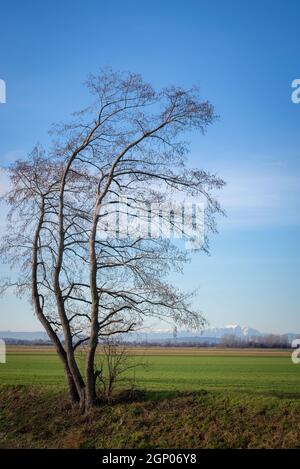 Erle am Ufer der wulka im Hintergrund Schneeberg in Österreich Stockfoto