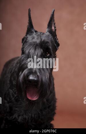 Portrait, mit ausdrucksstarkem Auge, ein großer schwarzer schöner Hund Riese Schnauzer brütet in einem Studio drinnen auf braunem Hintergrund Stockfoto