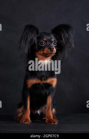 Kleiner schwarz-rot-brauner Hund der russischen Spielzeugrasse (Toy Terrier) auf schwarzem Hintergrund in einem Studio im Innenbereich Stockfoto