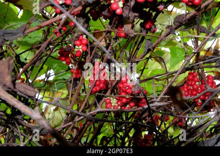 Schisandra chinensis. Trauben von reifen Beeren, rotes Zitronengras aus dem Fernen Osten, zwischen Lianen und Blättern, nass nach Regen. Selektiver Fokus. Stockfoto