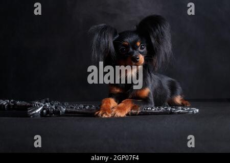 Ein kleiner schwarz rot brauner Hund des russischen Spielzeugs Rasse (Toy Terrier) Liegt auf einem schwarzen Hintergrund in einem Studio drinnen neben Zu einem Wikingerschwert Stockfoto