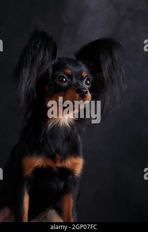 Porträt eines kleinen schwarz rot braunen Hundes der Russische Spielzeugrasse (Toy Terrier) Auf schwarzem Hintergrund in einem Studio drinnen Stockfoto